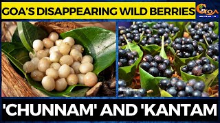Goa’s Disappearing Wild Berries. 'Chunnam' and 'Kantam