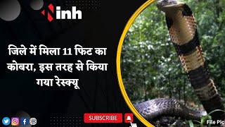 King Cobra Snake Rescue: जिले में मिला 11 फिट का कोबरा | इस तरह से किया गया रेस्क्यू