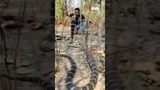 King Cobra Snake Rescue: कोरबा वन मंडल के ग्राम छुई डोंढ़ा में मिला 11 फिट लंबा विषधर किंग कोबरा