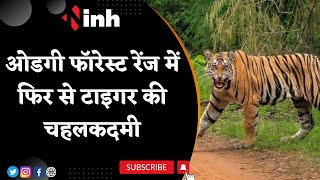 Tiger Video: Odgi Forest Range में फिर से बाघ की चहलकदमी | ग्रामीणों को जंगल से दूर रहने की हिदायत