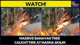 #Watch! Massive Banayan tree caught fire at Marna Siolim.
