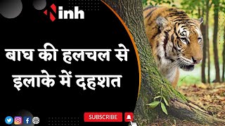Surajpur Tiger News: बाघ की हलचल से इलाके में दहशत | DFO ने कराई मुनादी