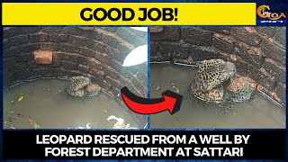 Leopard rescued by forest department from a well at Sattari
