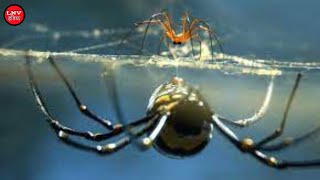 संबंध बनाते समय मरने का नाटक करती हैं मकड़ियां, वजह जानकर हैरान रह जाएंगे