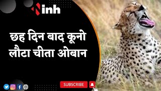 Kuno National Park: छह दिन बाद कूनो लौटा Cheetah Oban | Sheopur | Madhya Pradesh Latest News