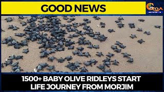 #GoodNews- 1500+ baby Olive Ridleys start life journey from Morjim