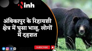 Bear Video: Ambikapur के रिहायशी क्षेत्र में घुसा भालू, लोगों में दहशत | Chhattisgarh Latest News