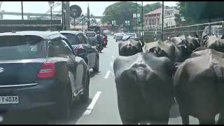 Buffaloes on smart city tour!