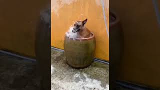 This is so cute ❤️ video of a dog beating the summer heat taking bath
