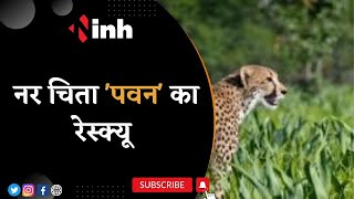 Kuno National Park Cheetah News: UP में घुसने से पहले पवन का Rescue, Tranquilize करके वापस लाया गया