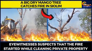 A big dry mango tree catches fire in Siolim.