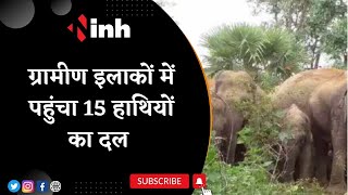 Jashpur Elephant News: ग्रामीण इलाकों में पहुंचा 15 हाथियों का दल | कई घरों को किया क्षतिग्रस्त