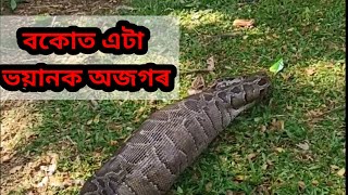 এটা ভয়ানক অজগৰ সাপ ওলাইছে বকোত