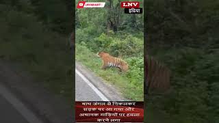 बाघ जंगल से निकलकर सड़क पर आ गया और अचानक गाड़ियों पर हमला करने लगा