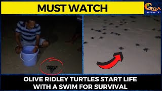 #MustWatch- Olive ridley turtles start life with a swim for survival