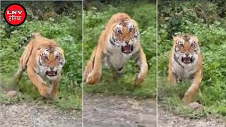 OMG! जब सामने आ गया बाघ और मारा झपट्टा, देखें Video