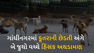ગાંધીનગરમાં કૂતરાની છેડતી અંગે બે જુથો વચ્ચે હિંસક અથડામણ #dog #dognews  #gandhinagarnews