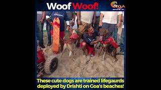 #PawPatrol- These cute dogs are trained lifegaurds deployed by Drishti on Goa's beaches! ❤️????