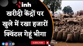 Madhya Pradesh News : Raisen खरीदी केंद्रों पर खुले में रखा हजारों क्विंटल गेहूं भीगा