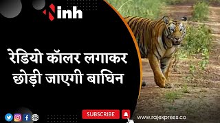 Tigress rescue from Surajpur release in Achanakmar Tiger Reserve| NTCA ने  दी अनुमति