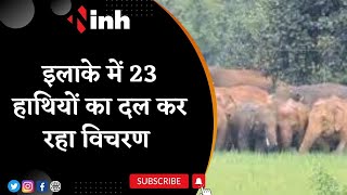 Dhawan Naka Dam पर दिखा हाथियों का दल,सूचना मिलने पर पहुंची Forest Team|| Chhattisgarh News