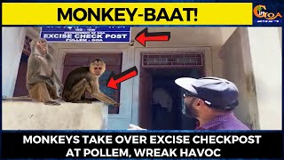 #MonkeyBaat- Monkeys take over excise checkpost at Pollem, wreak havoc