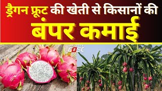 Haryana: कई बीमारियों को दूर रखता है Dragon Fruit, कुरुक्षेत्र के चतुर्भुज माजरा में हो रही खेती