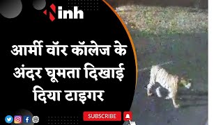 Tiger Viral Video: Mhow में देर रात दिखा टाइगर | Army War College के अंदर घूमता दिखाई दिया टाइगर