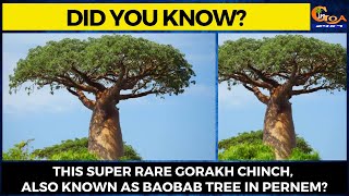 Did you know about this super rare Gorakh Chinch, Also known as Baobab tree in Pernem?