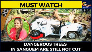 #Watch- Dangerous trees in Sanguem municipality marked for felling are still standing tall