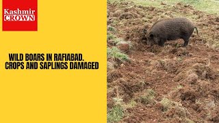 Jangli Pigs Nay Rafiabad Mai Faslu KoTabah Kiya: Kisan Pareshan:Wild Pigs Damage Crops In Rafiabad.