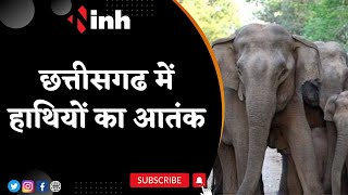 Chhattisgarh में हाथियों का आतंक | धान की फसल को रौंदा | ग्रामीणों में डर का माहौल | Elephant News