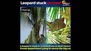 A leopard is stuck on a coconut tree at Savoi-Verem! Forest department trying to rescue the big cat