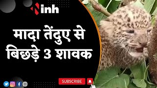 Leopard Cubs Viral Video: मादा तेंदुए से बिछड़ ग्राम नंदना पहुंचे तीन शावक | Latest News