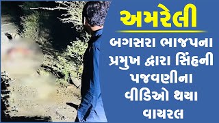 અમરેલીલ:બગસરા ભાજપના પ્રમુખ દ્વારા સિંહની પજવણીના વીડિઓ થયા વાયરલ