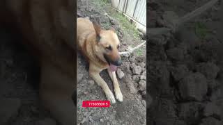 German shepherd dog found at amargarh sopore Baramulla