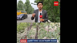 poplar trees cause health issues
