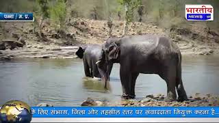 किशनगढ़ वनपरिक्षेत्र के भौरखुआ वीट के नाले में हाथियों का नहाते,मस्ती करते वीडियो आया सामने.. #bn #mp