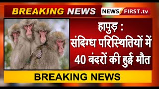 हापुड़ : संदिग्ध परिस्थितियों में 40 बंदरों की हुई मौत