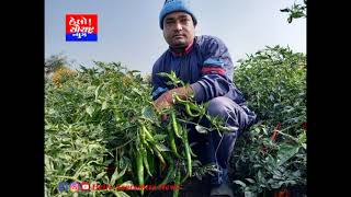 ભાયાવદરના આર્મીમેન નિવૃત્તિ બાદ અન્ય નોકરીને બદલે પ્રાકૃતિક ખેતી તરફ વળ્યા