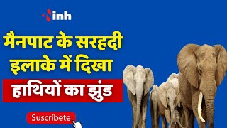 Elephant Viral Video: Mainpat के सरहदी इलाके में दिखा हाथियों का झुंड | Chhattisgarh Latest News