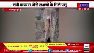 Gorakhpur (UP) News |  लंपी वायरस जैसे लक्षणों के मिले पशु, वैक्सीनेशन के बाद बेफ़िक | JAN TV