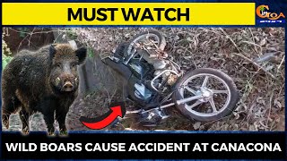 #MustWatch- Wild boars cause accident at Canacona