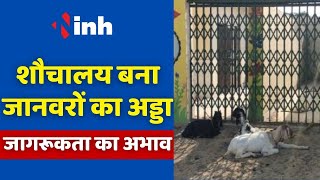 Sauchalay Yojana News: शौचालय बना जानवरों का अड्डा | लोगों में जागरूकता का अभाव | Chhattisgarh News