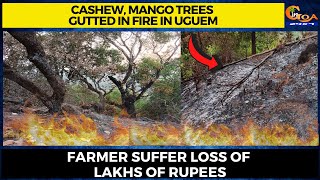 Cashew, Mango trees gutted in fire in Uguem. Farmer suffer loss of lakhs of rupees