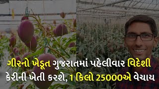 ગીરનો ખેડૂત ગુજરાતમાં પહેલીવાર વિદેશી કેરીની ખેતી કરશે, 1 કિલો 25000એ વેચાય #mango #mangonews