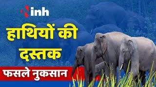 Pendra Elephant News: हाथियों की दस्तक | फसलों को पहुंचाया नुकसान