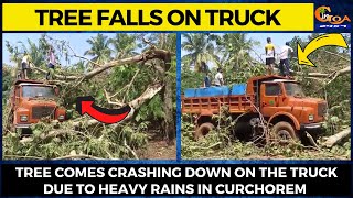 Tree falls on truck. Tree comes crashing down on the truck due to heavy rains in Curchorem