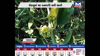 Mahesana : ખેરાલુ માં મળી આવી ડોડા નામની વનસ્પતિ | MantavyaNews