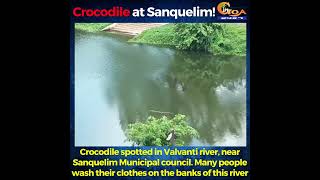 Crocodile spotted in Valvanti river, near Sanquelim Municipal council.